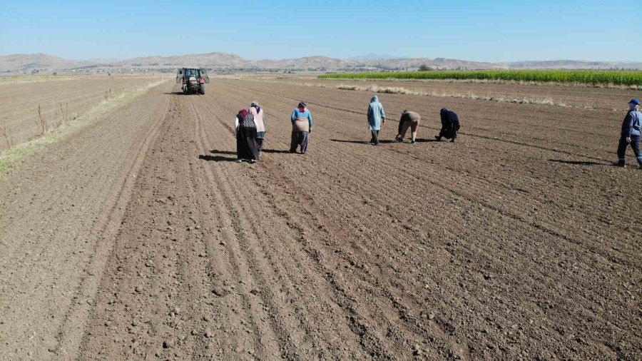 Doğal Antibiyotik Aksaray Organik Sarımsağında Dikim Başladı