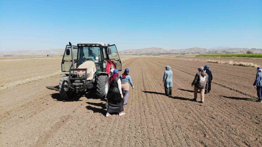 Doğal Antibiyotik Aksaray Organik Sarımsağında Dikim Başladı