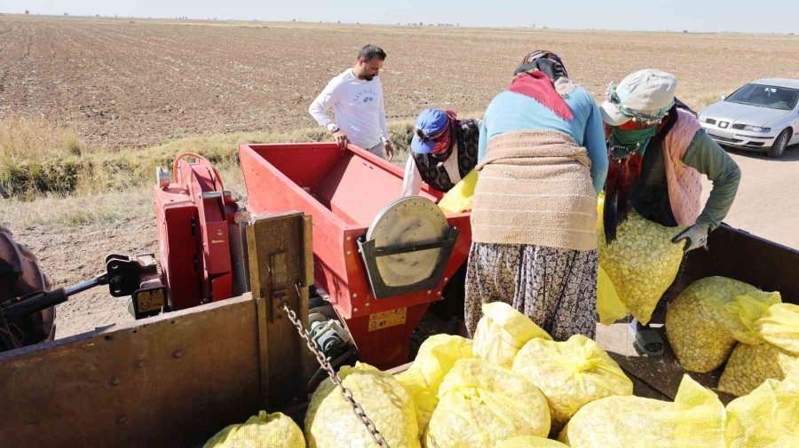 Doğal Antibiyotik Aksaray Organik Sarımsağında Dikim Başladı