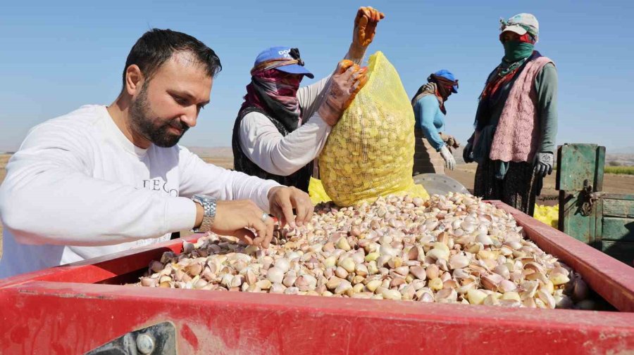 Aksaray'da Organik Sarımsak Dikimi Başladı