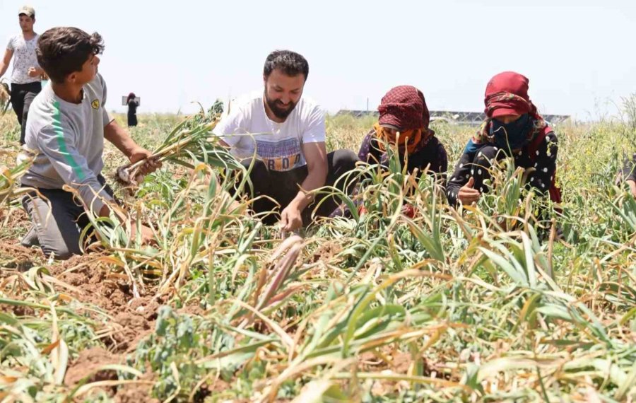 Aksaray’ın Organik Sarımsağına Yurtdışından Talep Arttı