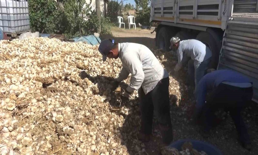 Aksaray’ın Organik Sarımsağına Yurtdışından Talep Arttı