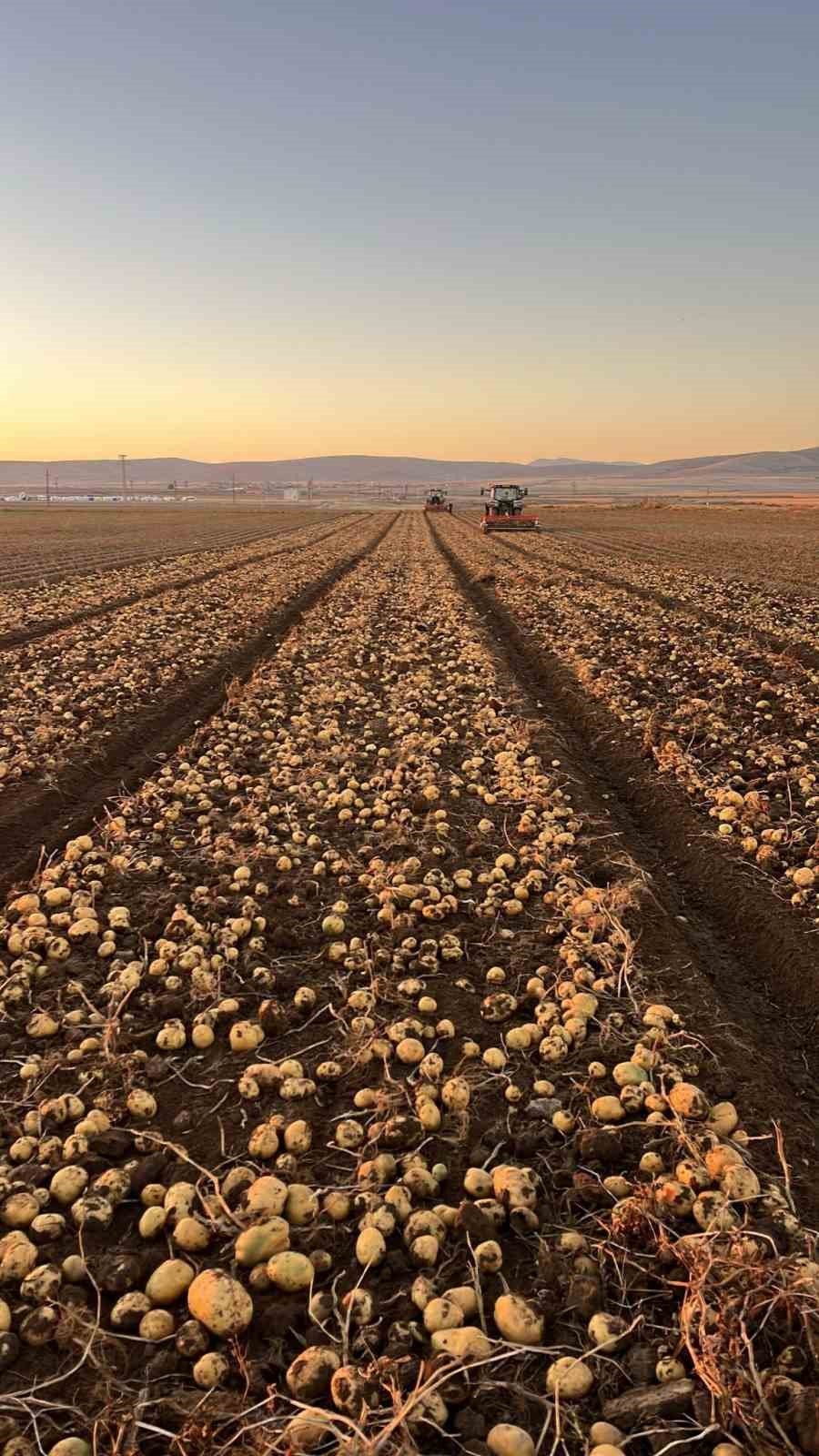 Tomarza’da Patates Hasadı Tüm Hızıyla Devam Ediyor