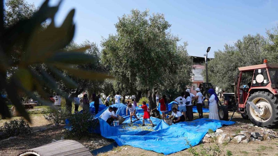 Tarsus’ta Lösemili Çocuklar İçin Zeytin Hasadı Yapıldı