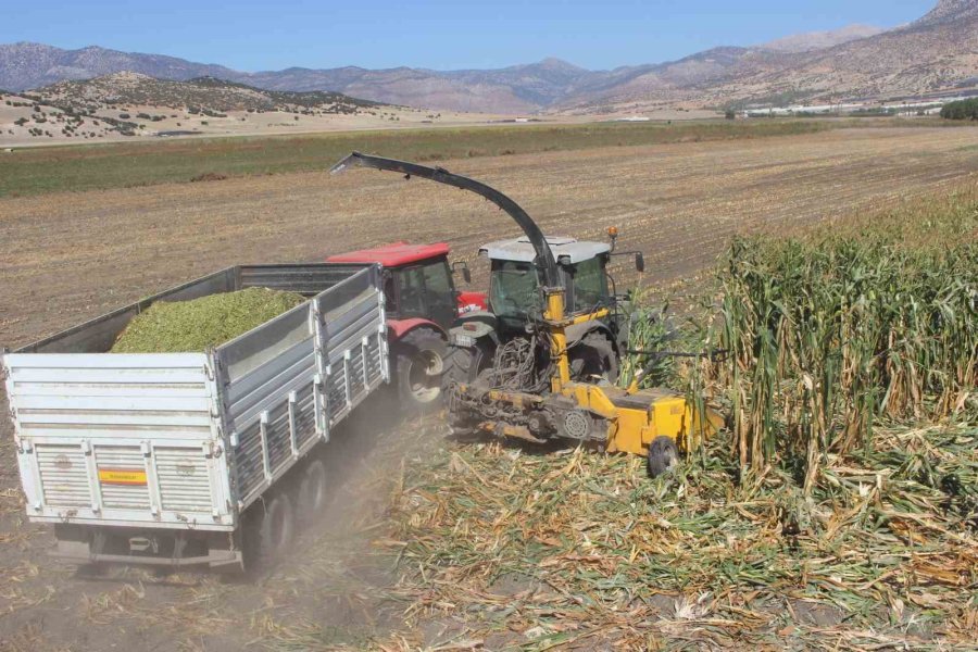 Elmalı’da Silajlık Mısır Hasadı Yapıldı