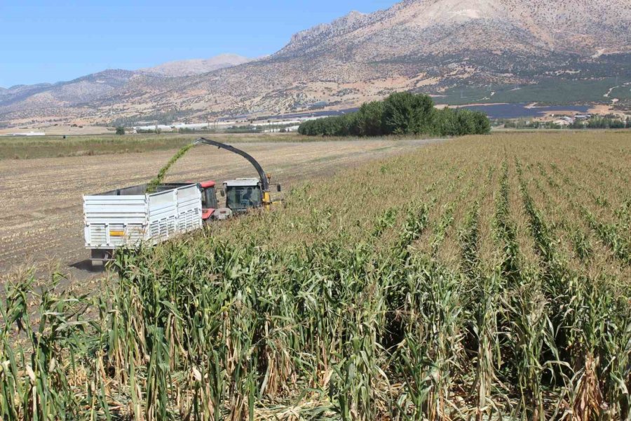 Elmalı’da Silajlık Mısır Hasadı Yapıldı