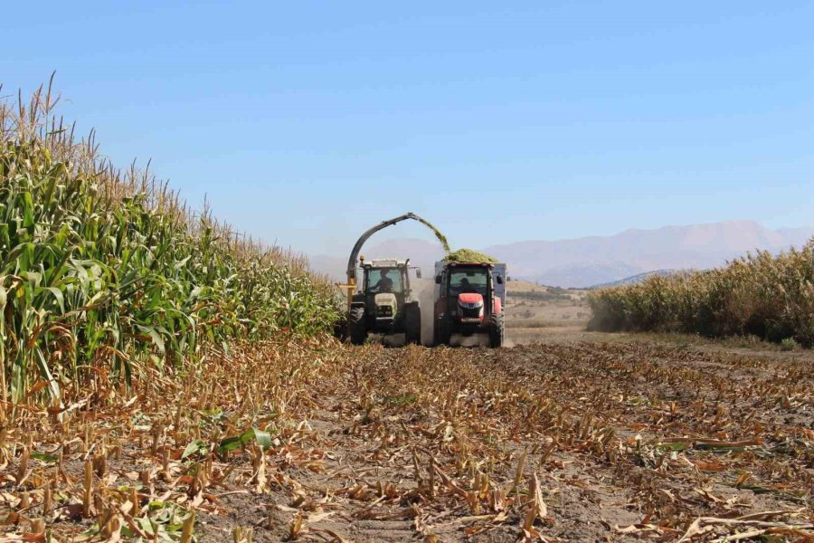 Elmalı’da Silajlık Mısır Hasadı Yapıldı