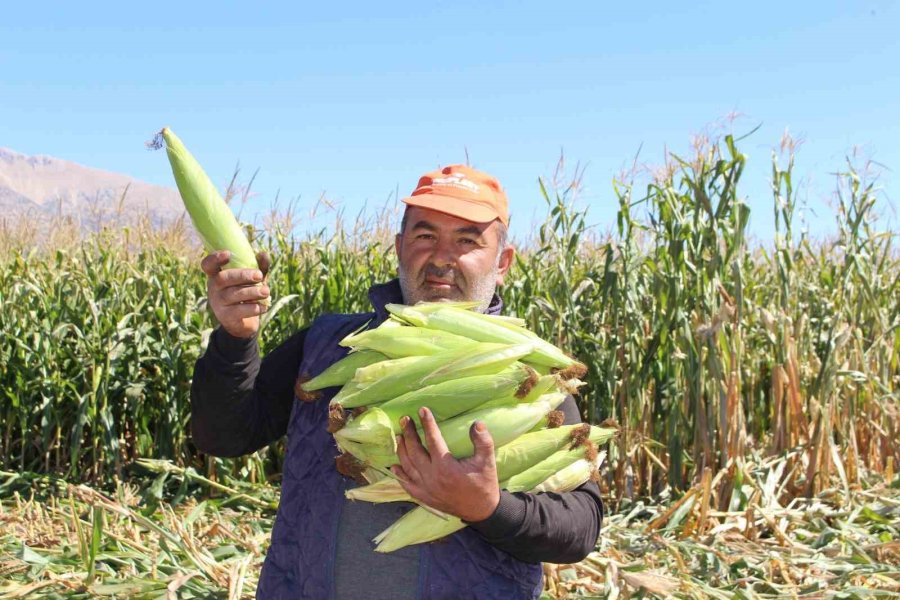 Elmalı’da Silajlık Mısır Hasadı Yapıldı