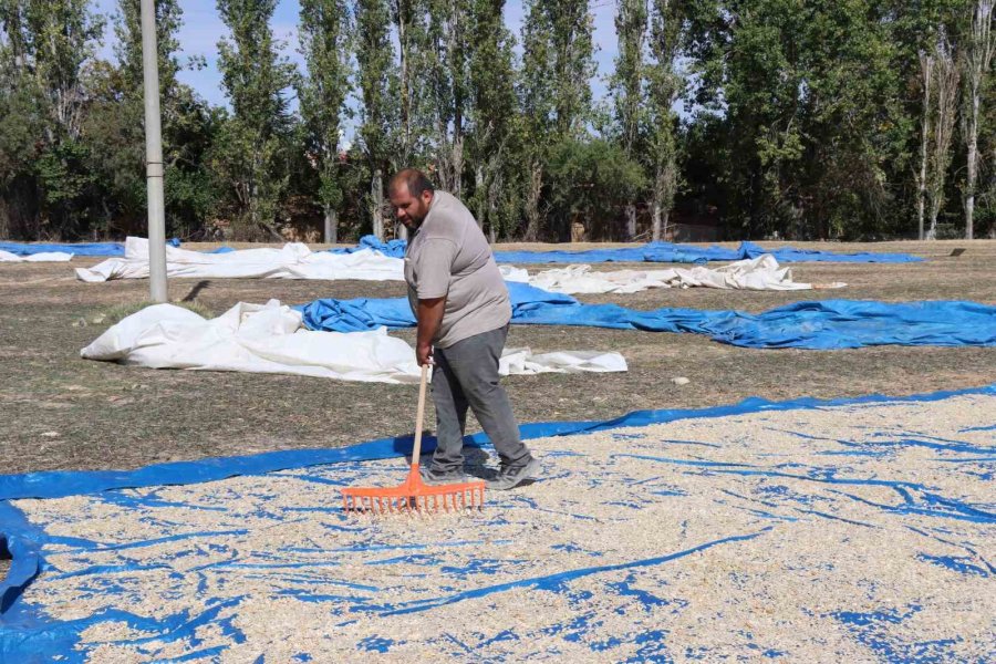 Tüccarın Fırsatçılığı Çiftçiyi Mağdur Ediyor