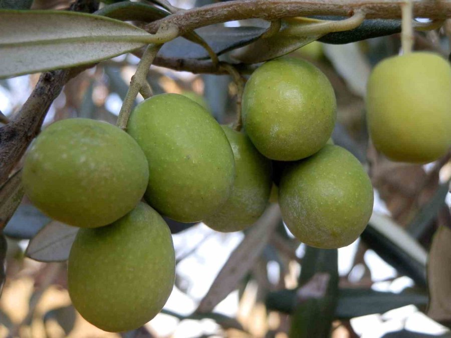 Mersin’de Bahçeden Sofralara Zeytinyağı Yolculuğu Başladı