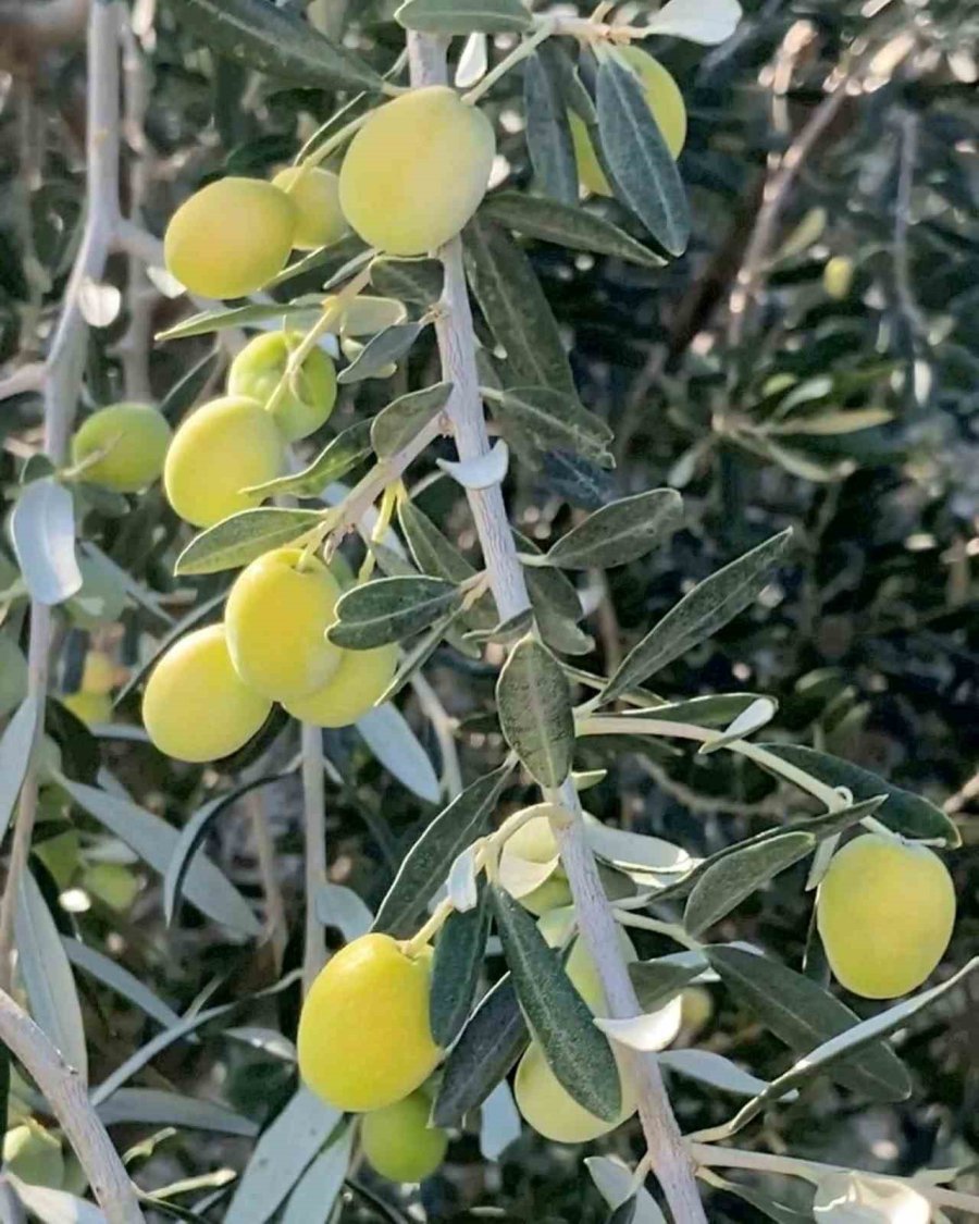 Mersin’de Bahçeden Sofralara Zeytinyağı Yolculuğu Başladı