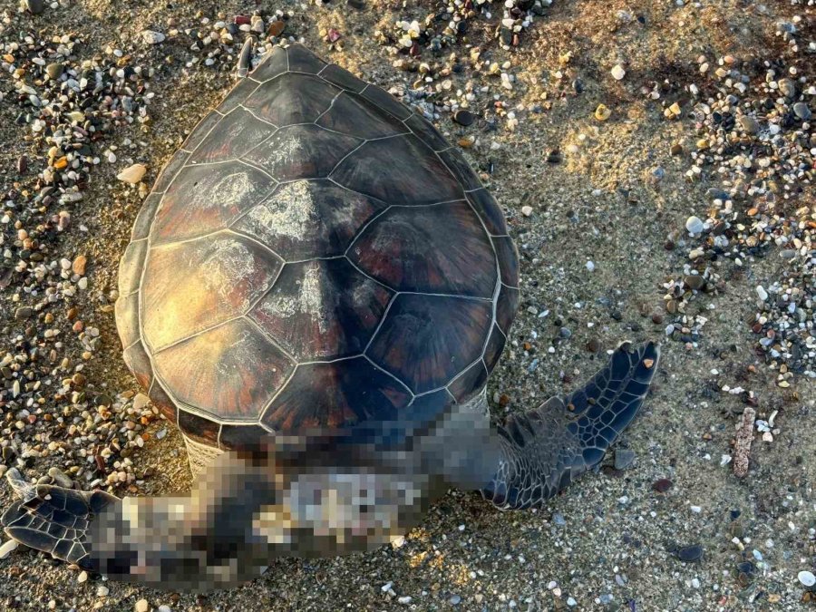 Alanya’da Caretta Caretta Ölüsü Bulundu