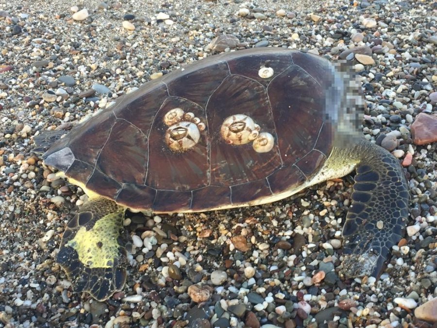 Alanya’da Caretta Caretta Ölüsü Bulundu