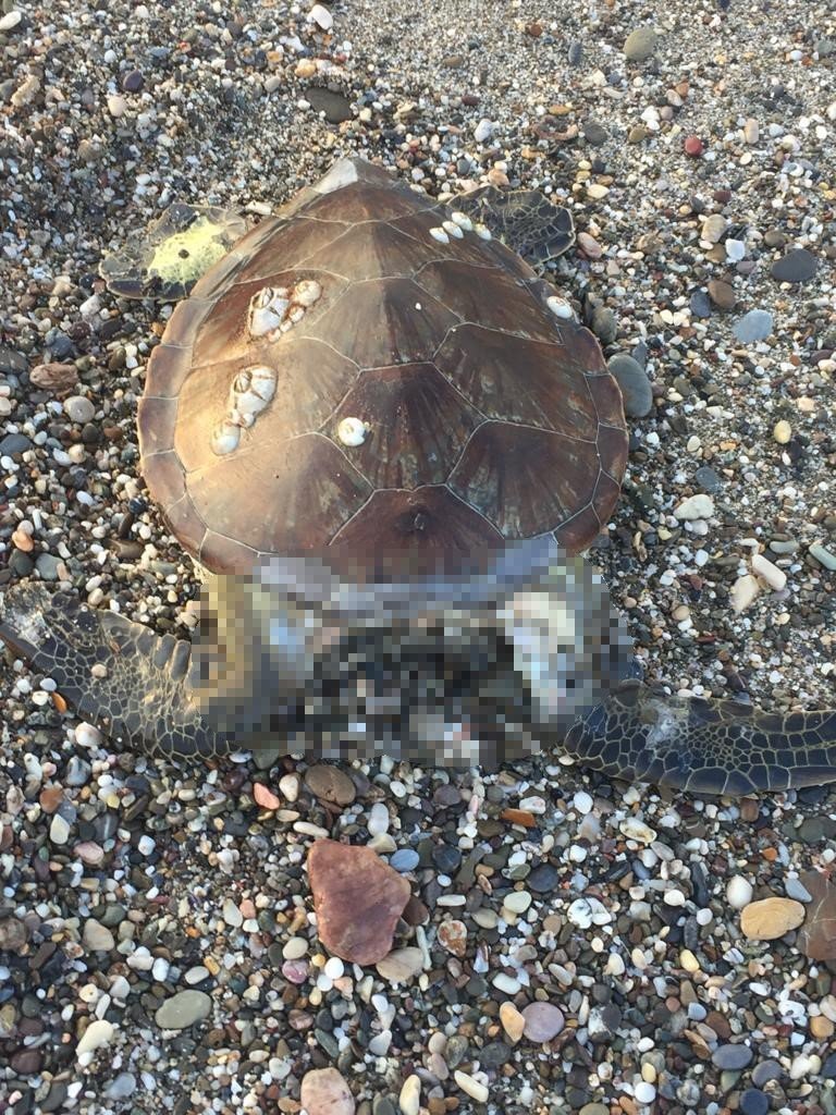 Alanya’da Caretta Caretta Ölüsü Bulundu