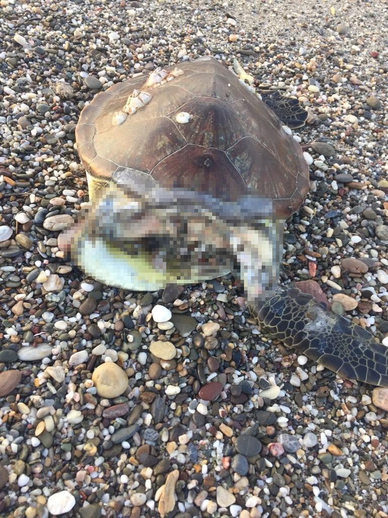 Alanya’da Caretta Caretta Ölüsü Bulundu