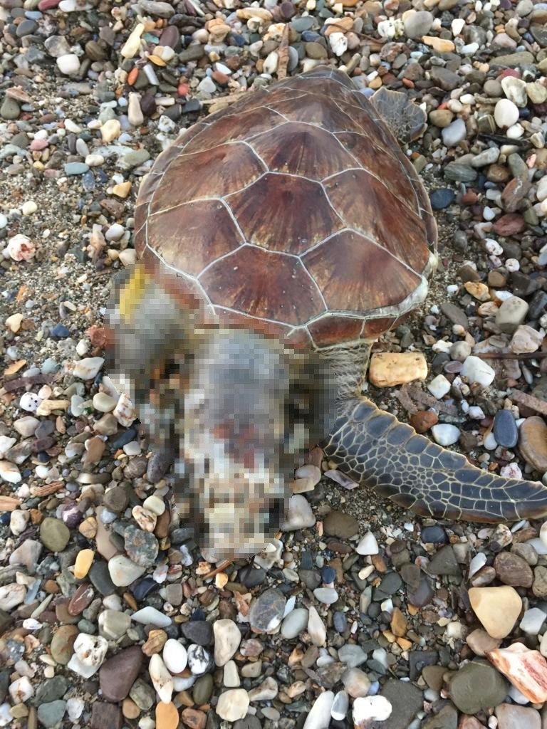 Alanya’da Caretta Caretta Ölüsü Bulundu