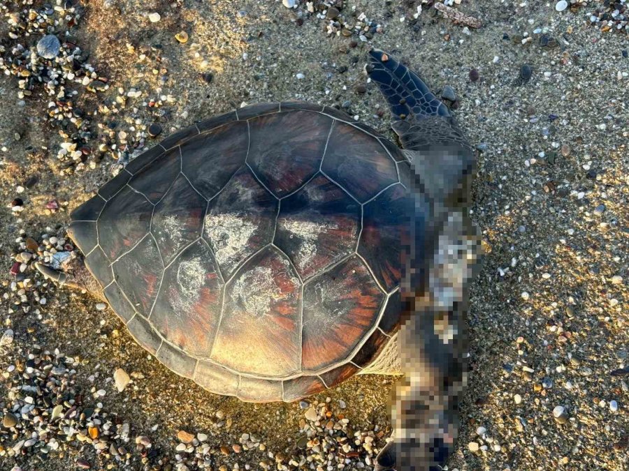 Alanya’da Caretta Caretta Ölüsü Bulundu