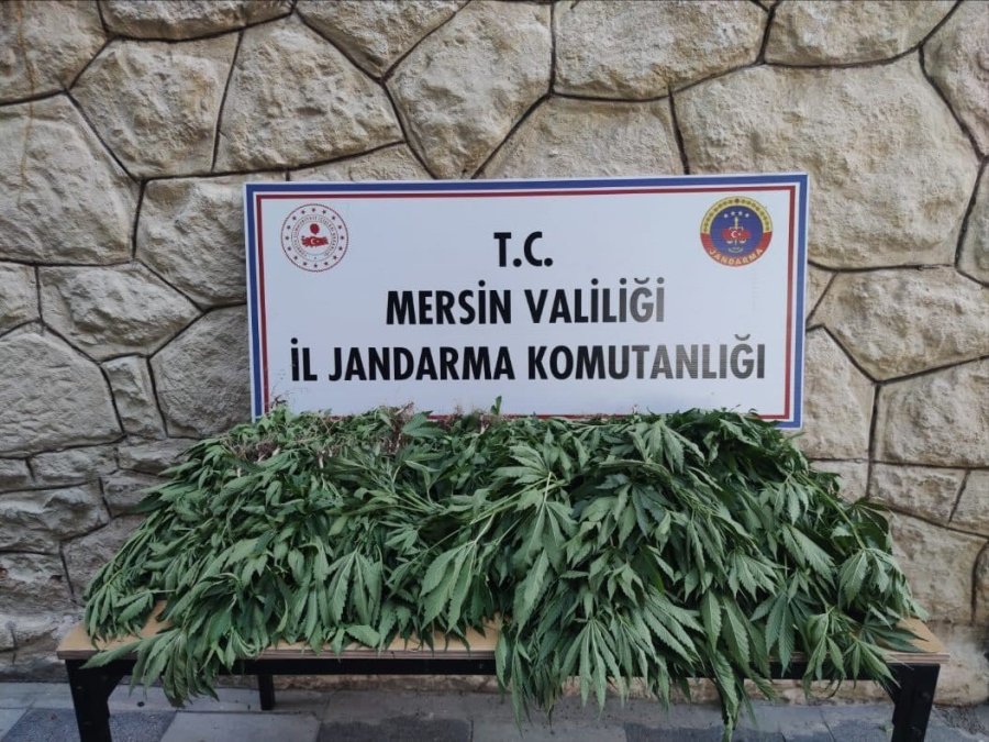 Mersin’de Uyuşturucu Serası Kuran Şüpheli Yakalandı