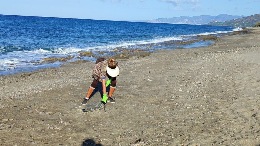 Alanya’da Son Bir Haftada İki Caretta Caretta Ölü Bulundu