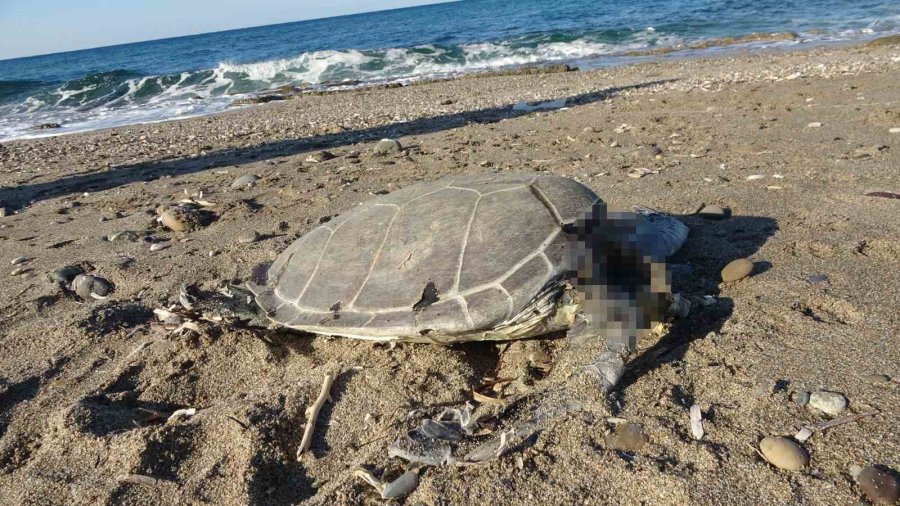 Alanya’da Son Bir Haftada İki Caretta Caretta Ölü Bulundu