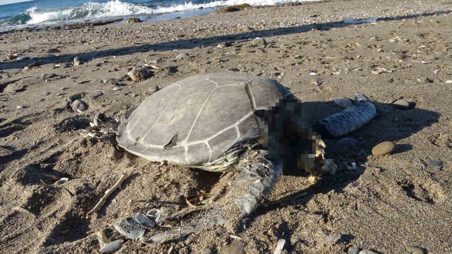 Alanya’da Son Bir Haftada İki Caretta Caretta Ölü Bulundu