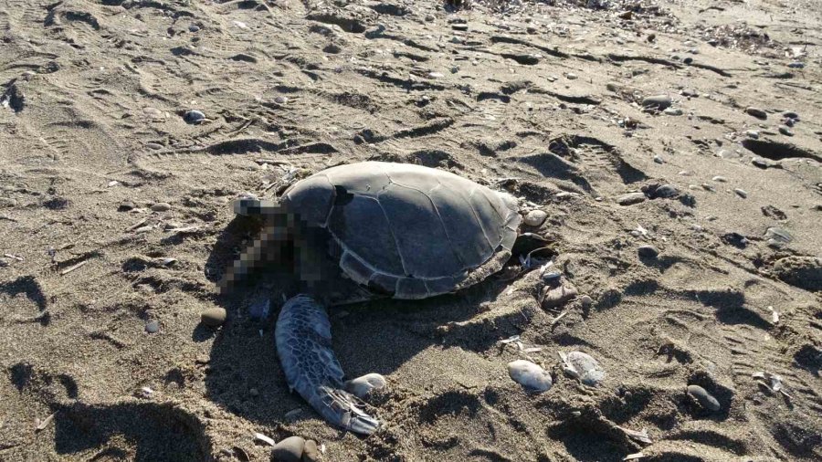 Alanya’da Son Bir Haftada İki Caretta Caretta Ölü Bulundu