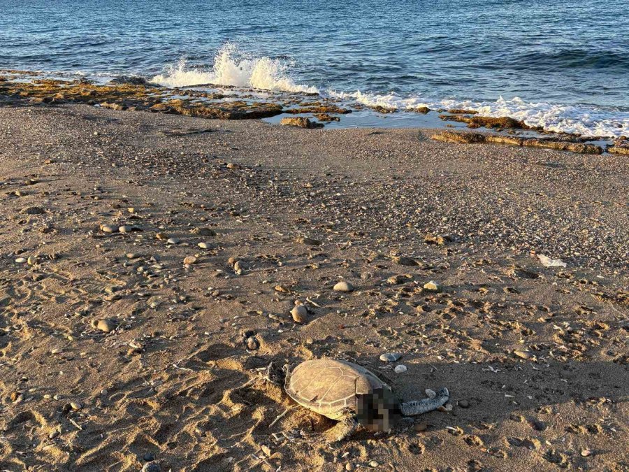 Alanya’da Son Bir Haftada İki Caretta Caretta Ölü Bulundu