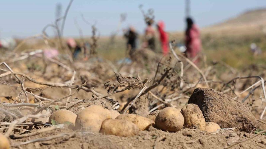 Sofraların Vazgeçilmezi Patates Tarlada 2, Pazarda 10 Lira