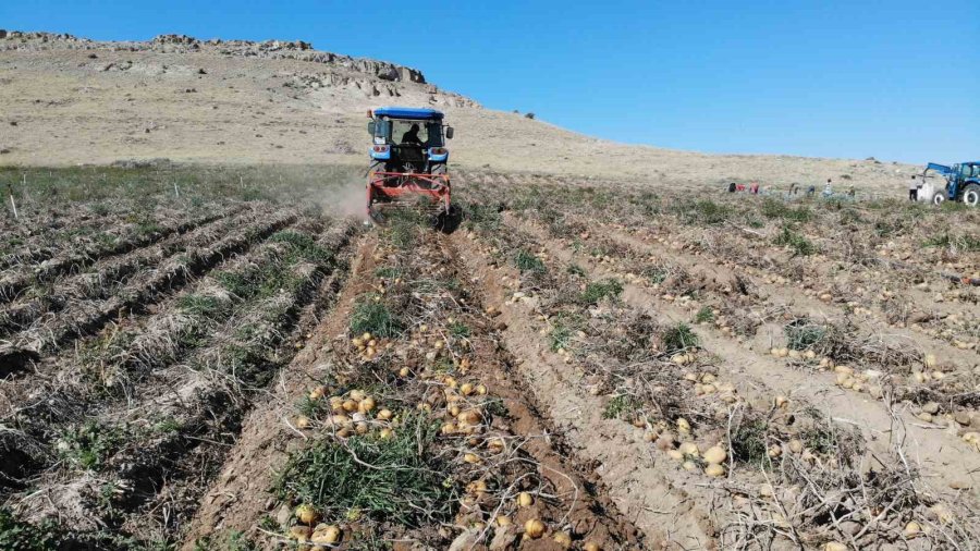 Sofraların Vazgeçilmezi Patates Tarlada 2, Pazarda 10 Lira