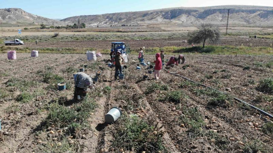 Sofraların Vazgeçilmezi Patates Tarlada 2, Pazarda 10 Lira