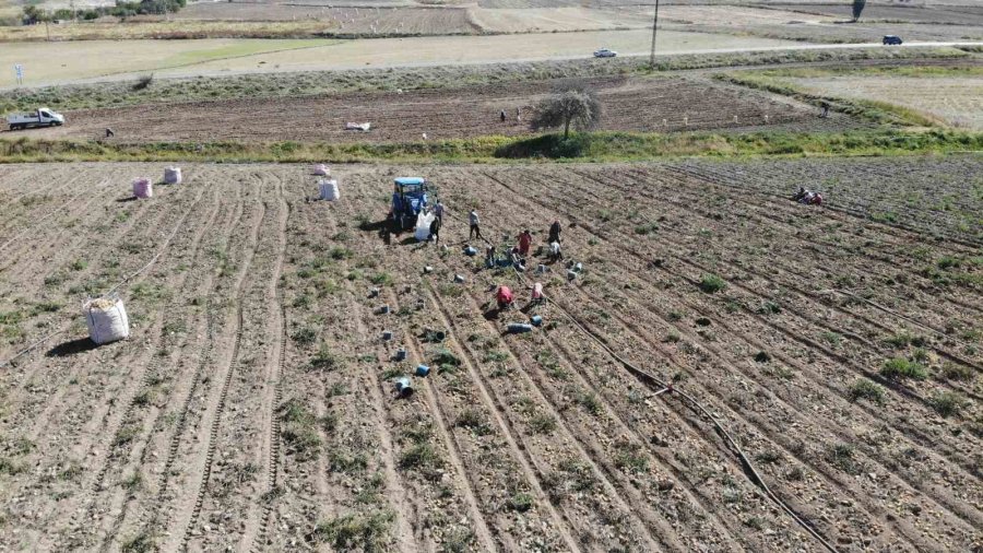 Sofraların Vazgeçilmezi Patates Tarlada 2, Pazarda 10 Lira