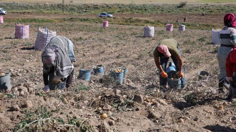 Sofraların Vazgeçilmezi Patates Tarlada 2, Pazarda 10 Lira