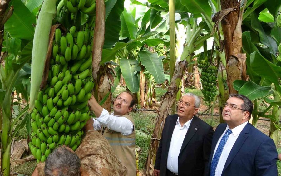 Muzun Başkentinde Hasat Sezonu Başladı: Tüketilen Her İki Muzdan Biri Mersin’den