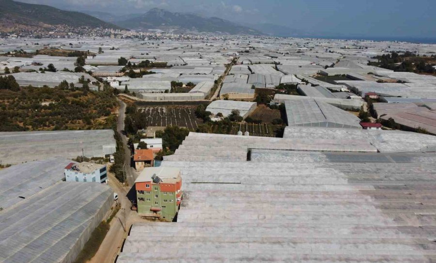 Muzun Başkentinde Hasat Sezonu Başladı: Tüketilen Her İki Muzdan Biri Mersin’den