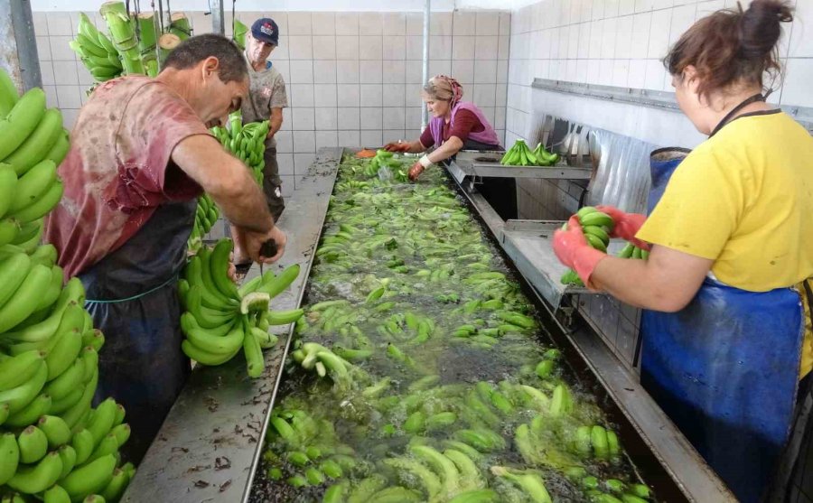 Muzun Başkentinde Hasat Sezonu Başladı: Tüketilen Her İki Muzdan Biri Mersin’den