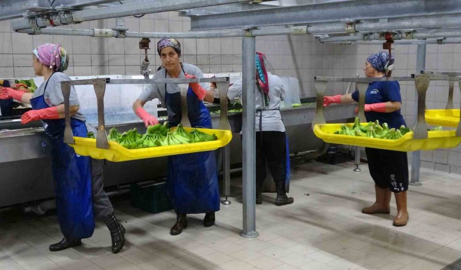 Muzun Başkentinde Hasat Sezonu Başladı: Tüketilen Her İki Muzdan Biri Mersin’den