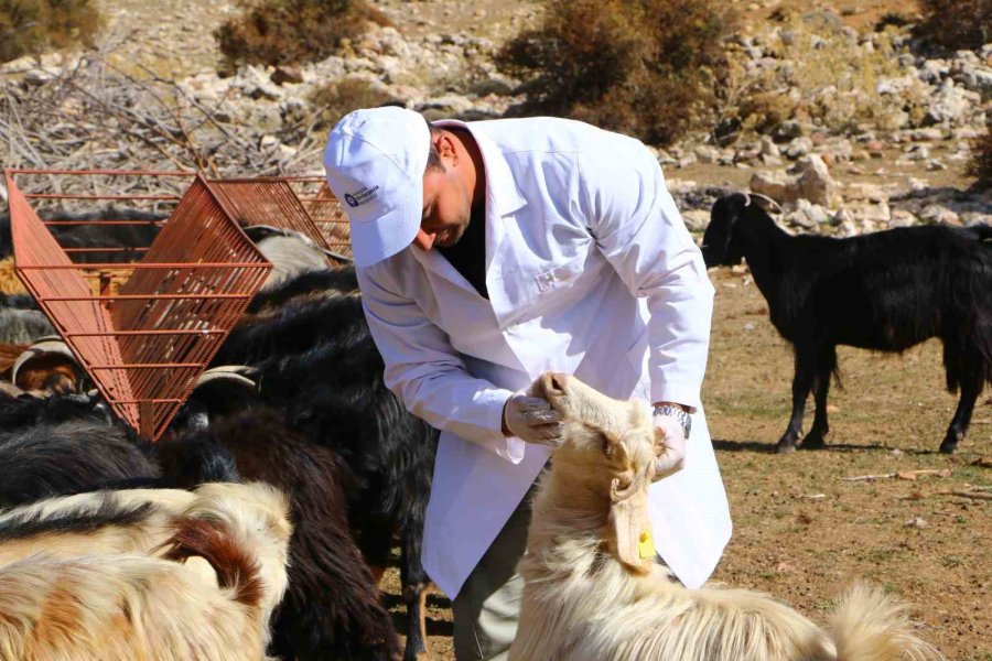 Elmalı’da Çoban Haritası Projesi Tamamladı