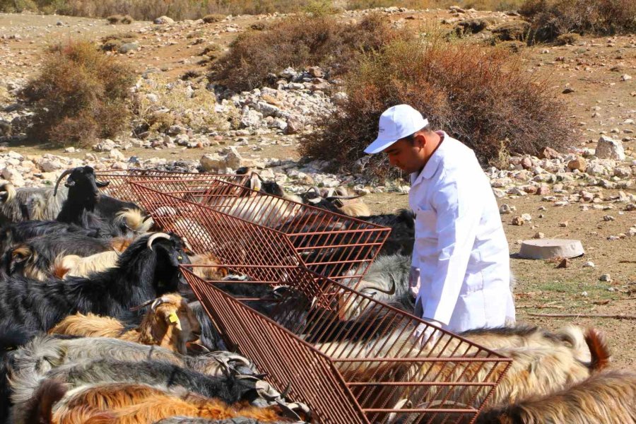 Elmalı’da Çoban Haritası Projesi Tamamladı