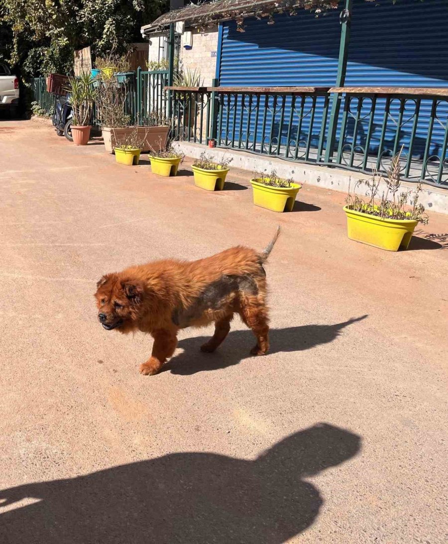 Görme Ve İşitme Engelli ’çarşaf’ Adlı Köpek İnşaat Sahasına Düştü, Battaniyeye Sarılarak Kurtarıldı