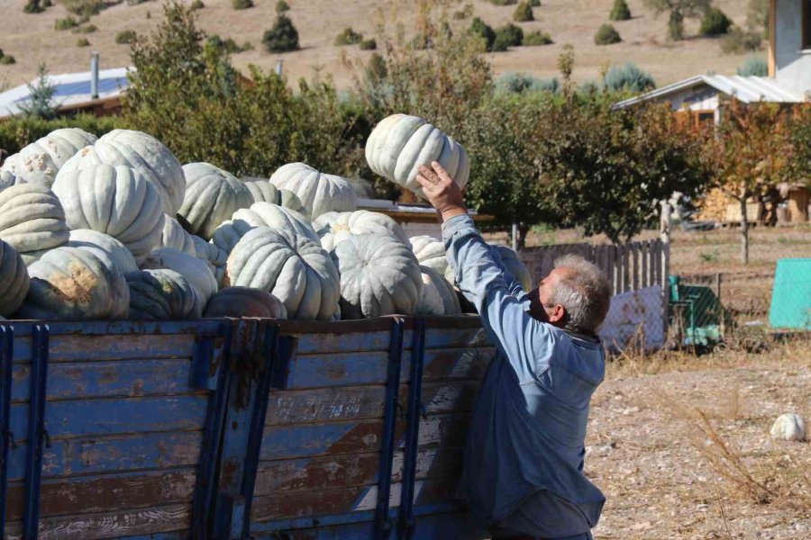 Tarlada 5, 11 Kilometre Uzaklıktaki Pazarda İse 30 Liradan Satılıyor