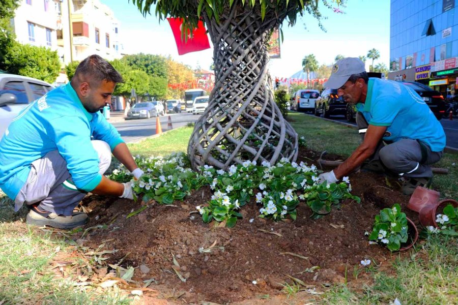 Alanya Belediyesi Mevsimlik Çiçek Dikimlerine Başladı