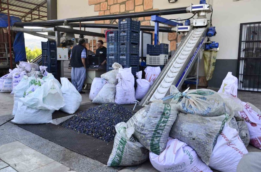 Mersin’de Üreticilerin Zeytinyağı Telaşı