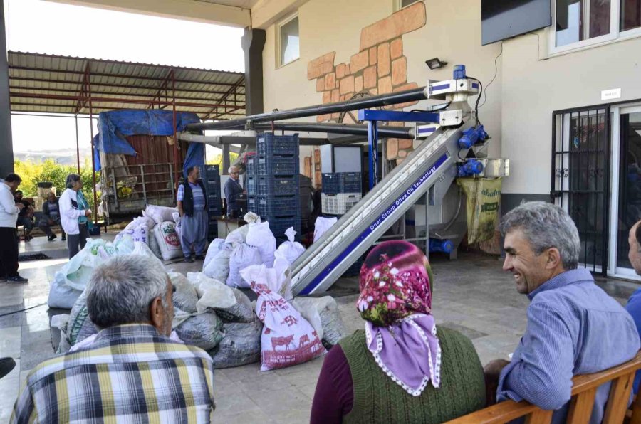 Mersin’de Üreticilerin Zeytinyağı Telaşı