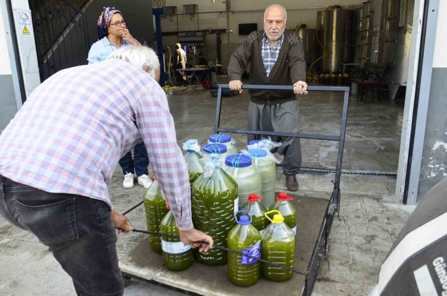 Mersin’de Üreticilerin Zeytinyağı Telaşı