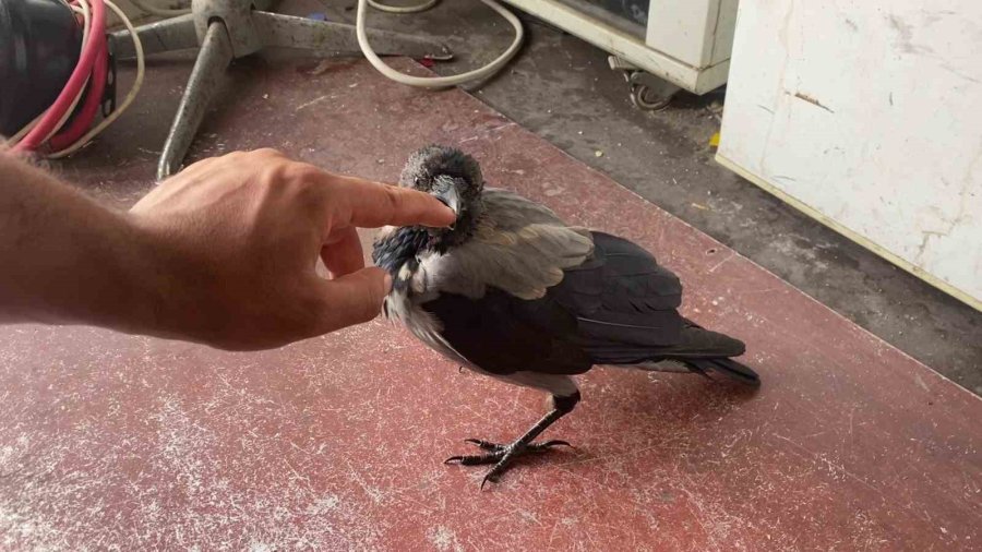 Maskot Karganın ’firari’ Karga Olduğu Ortaya Çıktı