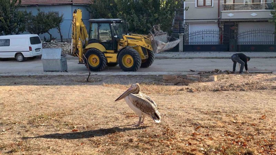 Yaralı Halde Bulunan Pelikan Koruma Altına Alındı