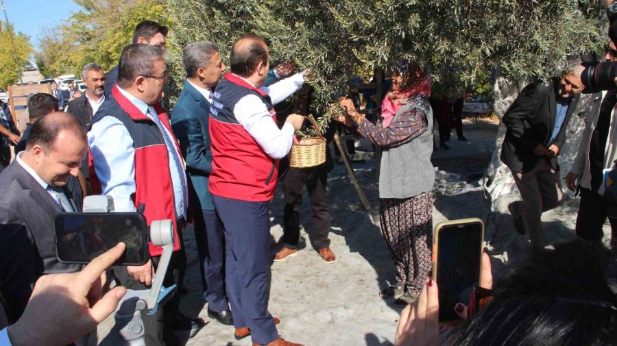 Mersin’de Bin 300 Yıllık Zeytin Ağacından Hasat Yapıldı