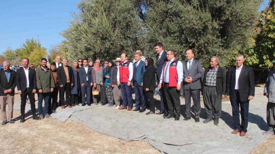 Mersin’de Bin 300 Yıllık Zeytin Ağacından Hasat Yapıldı