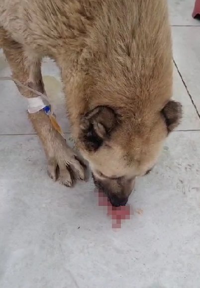 Otomobiliyle Gözünün Önündeki Köpeğin Üzerinden Geçti