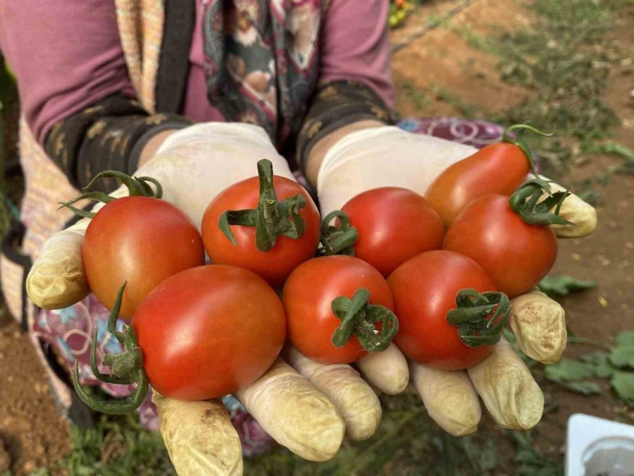 Kocası 5 Çocuğuyla Bırakıp Kaçınca 46 Sene Ev Temizledi, Şimdi İse 75 Yaşında Serada Çalışıyor